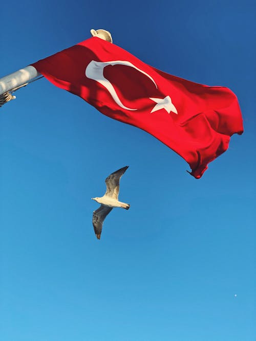Free Low-Angle Shot of a Seagull Flying near the Turkish Flag Stock Photo