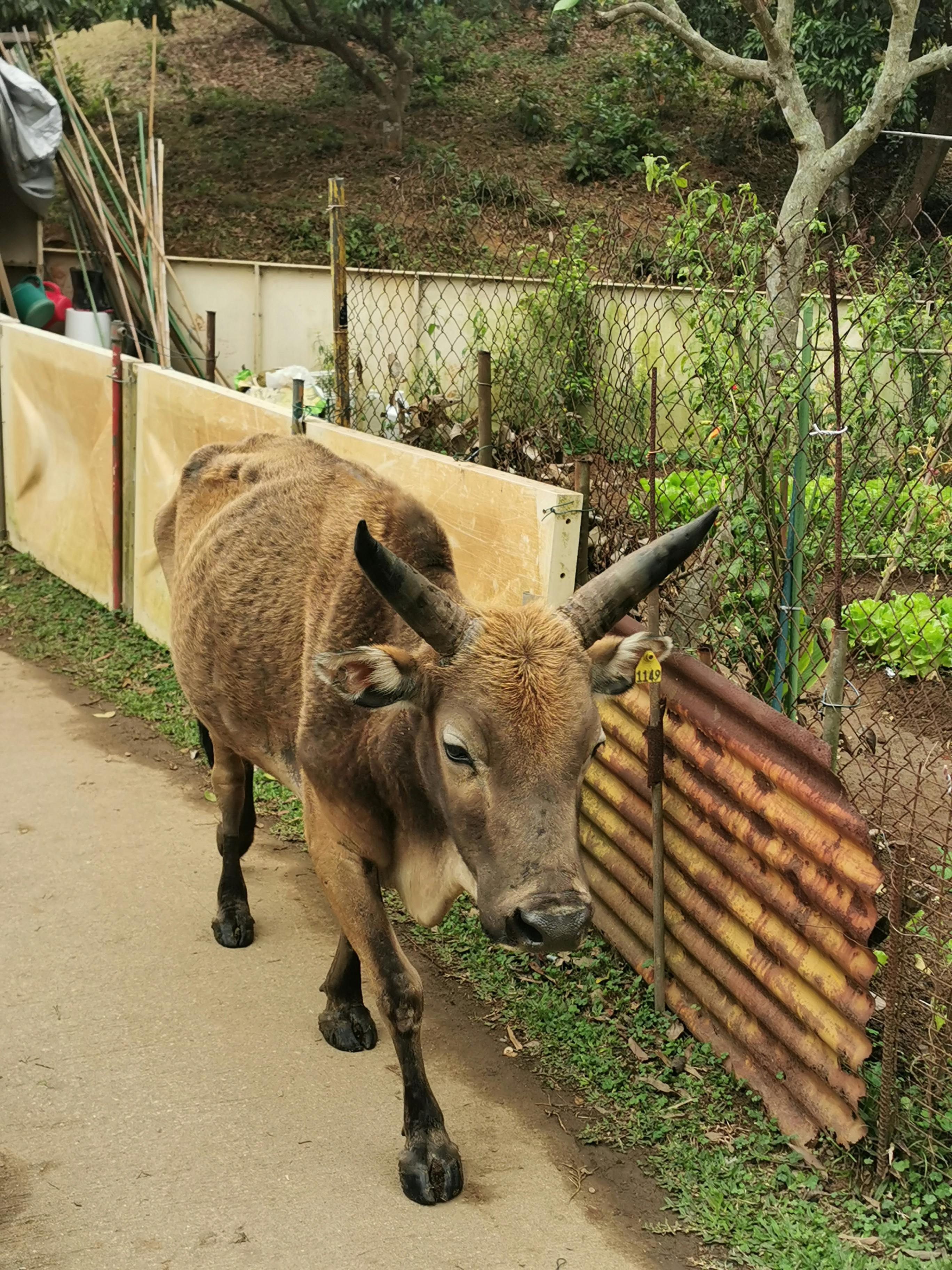 grátis Foto De Uma Vaca  Foto profissional