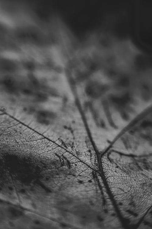 Close-up View of Dried Leaf