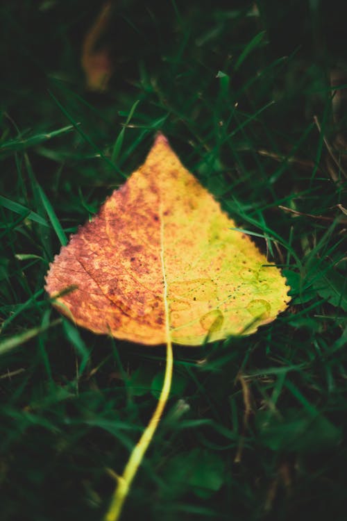 Free stock photo of autumn leaf, macro photography, nature