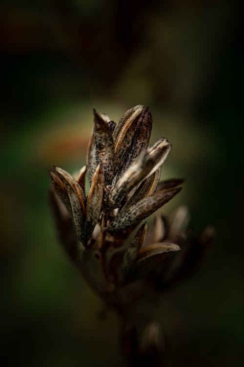 Gratis arkivbilde med blad, makrofotografering, natur