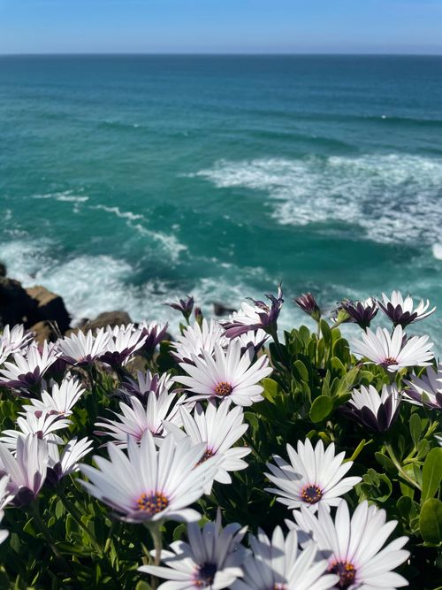 Free Vibrant white daisies blooming by a serene ocean view, capturing nature's beauty. Stock Photo