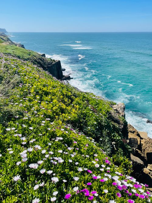 Free Colorful wildflowers on a coastal cliff overlooking the ocean, offering a serene and vibrant landscape. Stock Photo