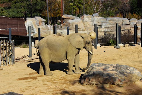 Gratuit Imagine de stoc gratuită din animal, elefant, grădină zoologică Fotografie de stoc