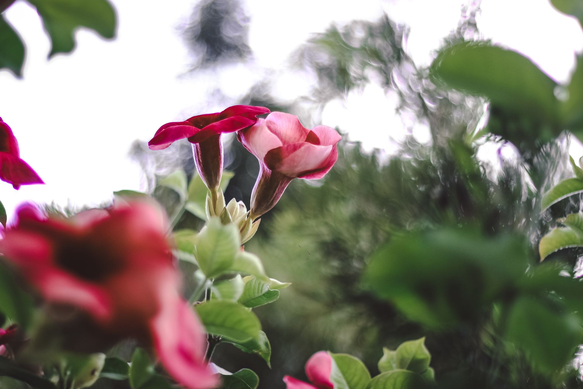 Bright red flowers blooming amidst green leaves in an outdoor garden setting.