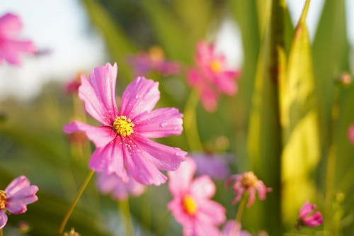 Free Close-Up Shot of a Blooming Garden Cosmos Stock Photo