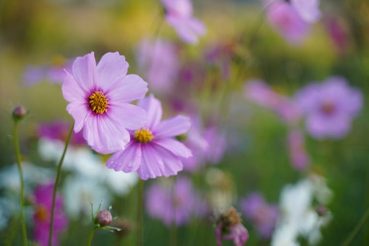 Shallow Focus Of Blooming Garden Cosmos
