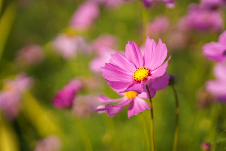 Close Up Shot Of A Garden Cosmos