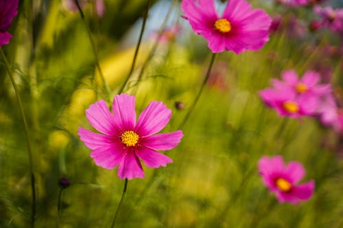 Free Close-Up Shot of a Blooming Garden Cosmos Stock Photo