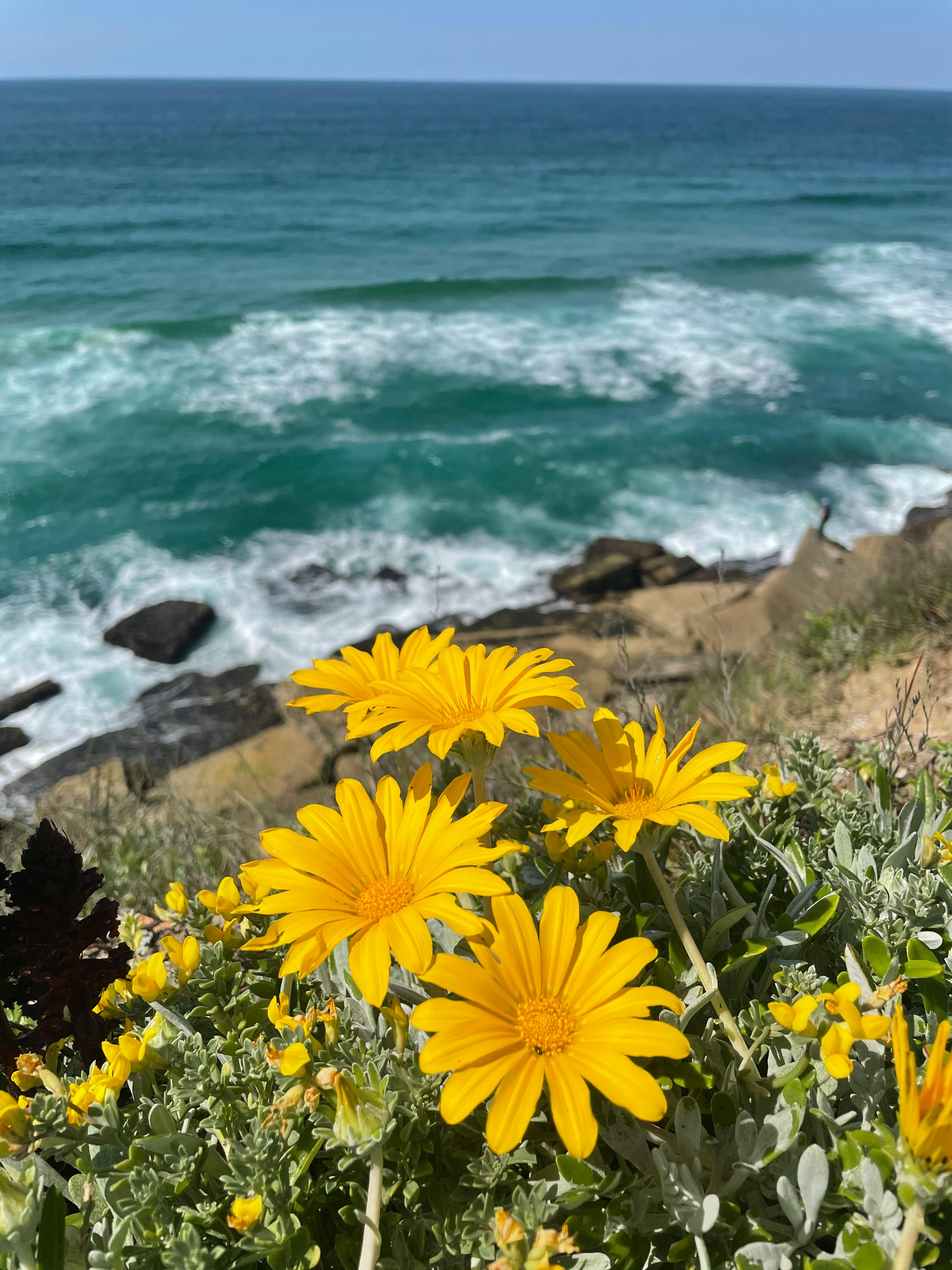 Flower Growing Through Rocks Photos, Download The BEST Free Flower