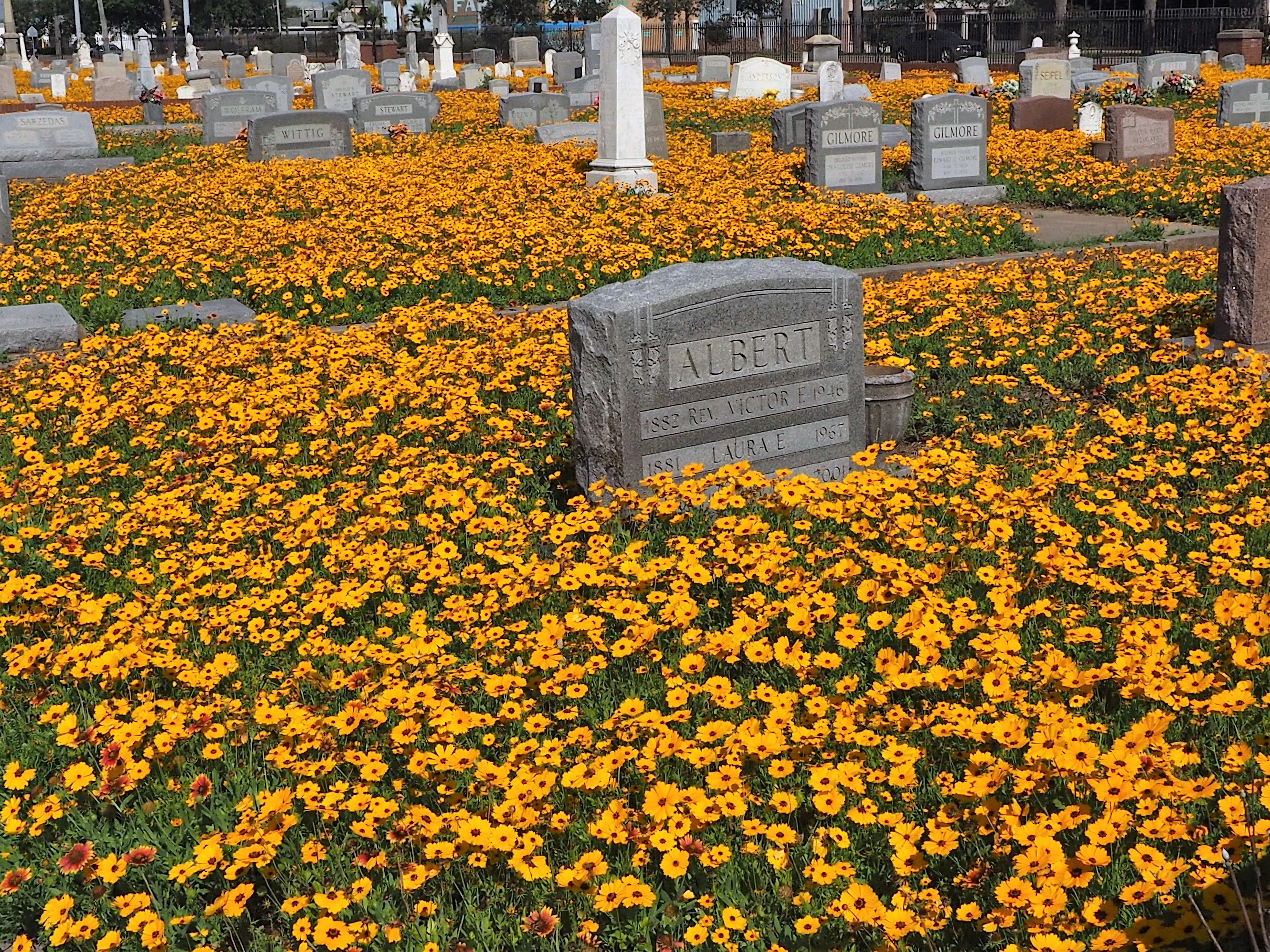 Free stock photo of cemetery, flowers