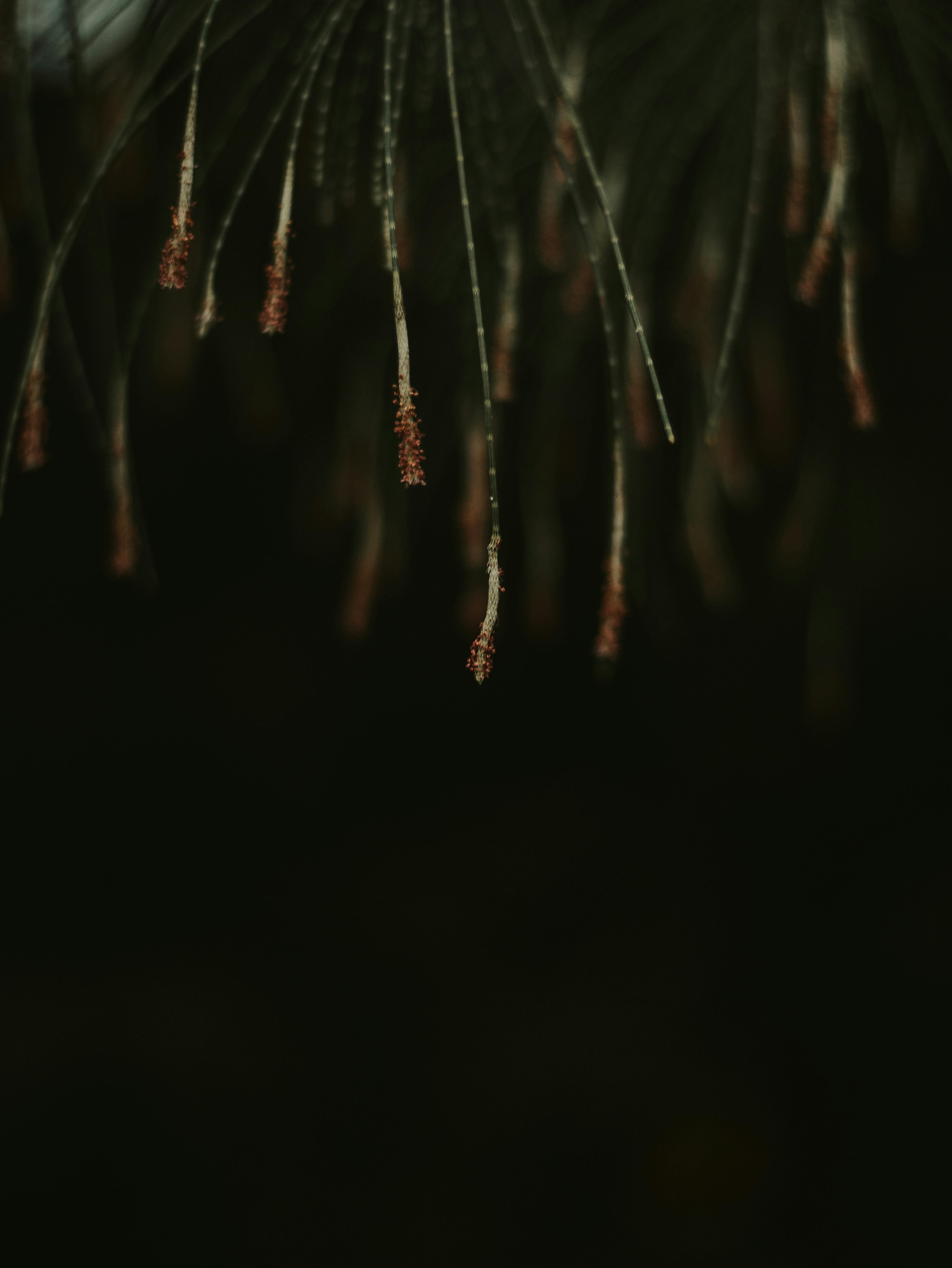 Gratuit Imagine de stoc gratuită din a închide, abstract, ace Fotografie de stoc