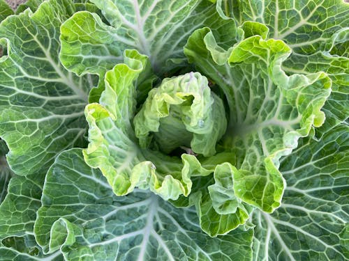 Close-Up Shot of Fresh Cabbage