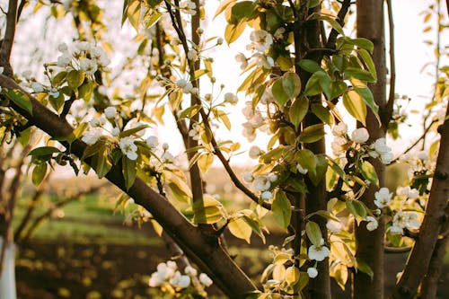 Kostnadsfri bild av blommor, grenar, löv