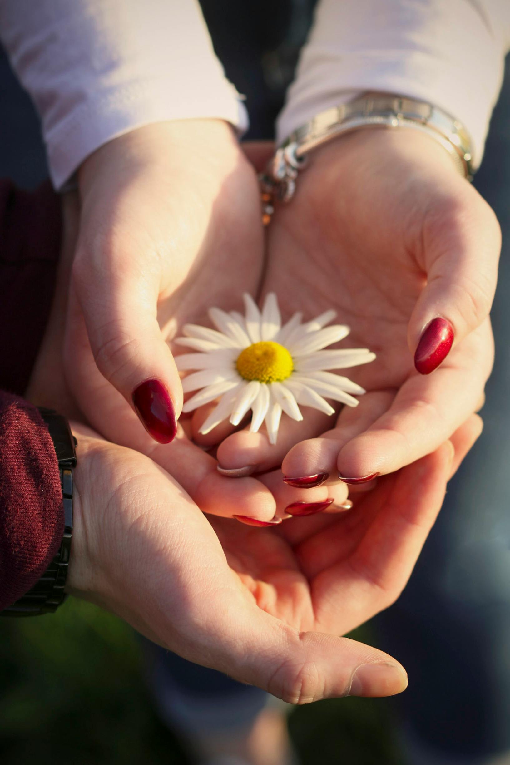 Free Close-up of hands delicately holding a white daisy flower. Stock Photo