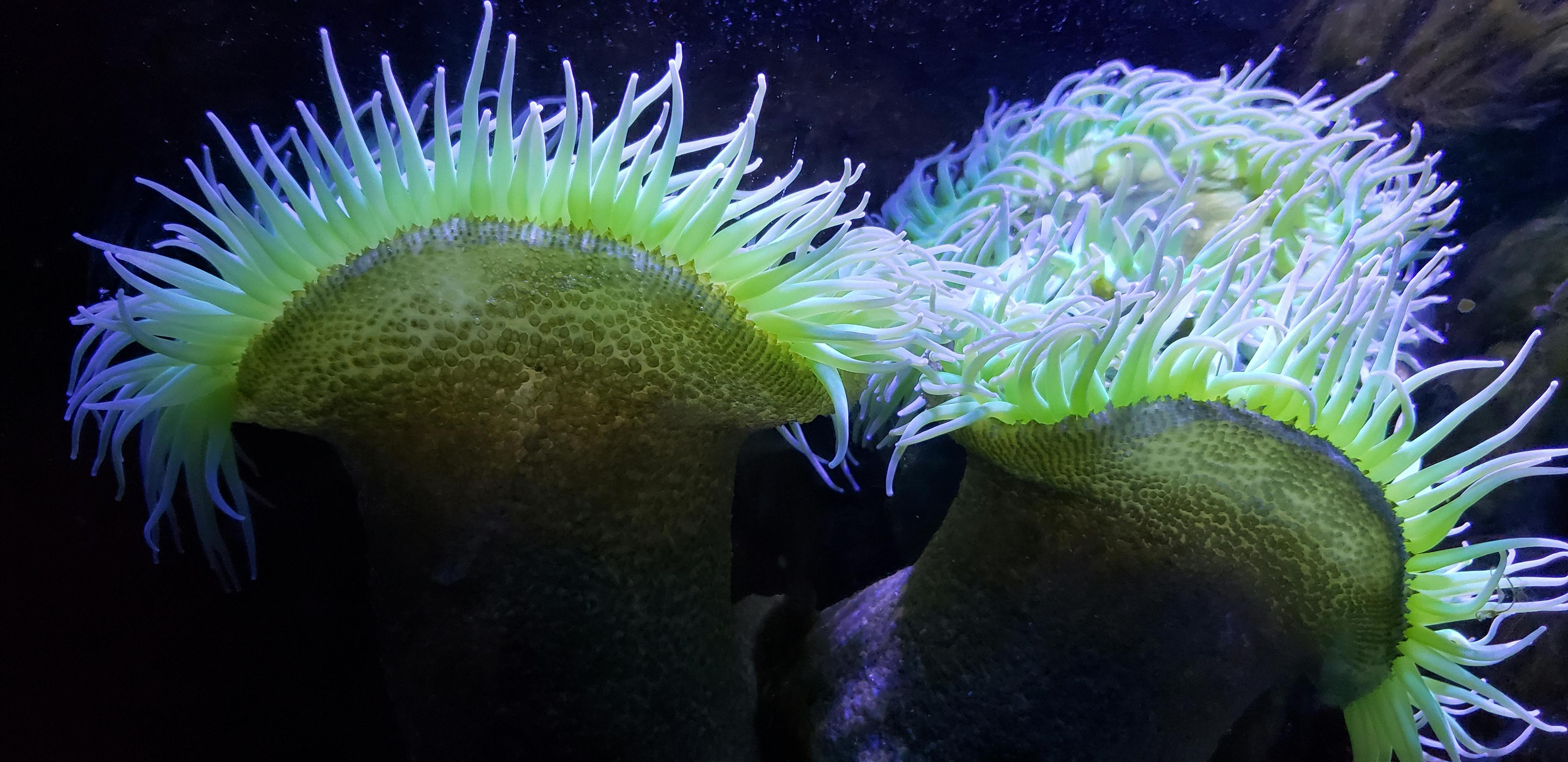 Free Stock Photo Of Deep Ocean Marine Life Free Stock Photo Of Deep Ocean Marine Life