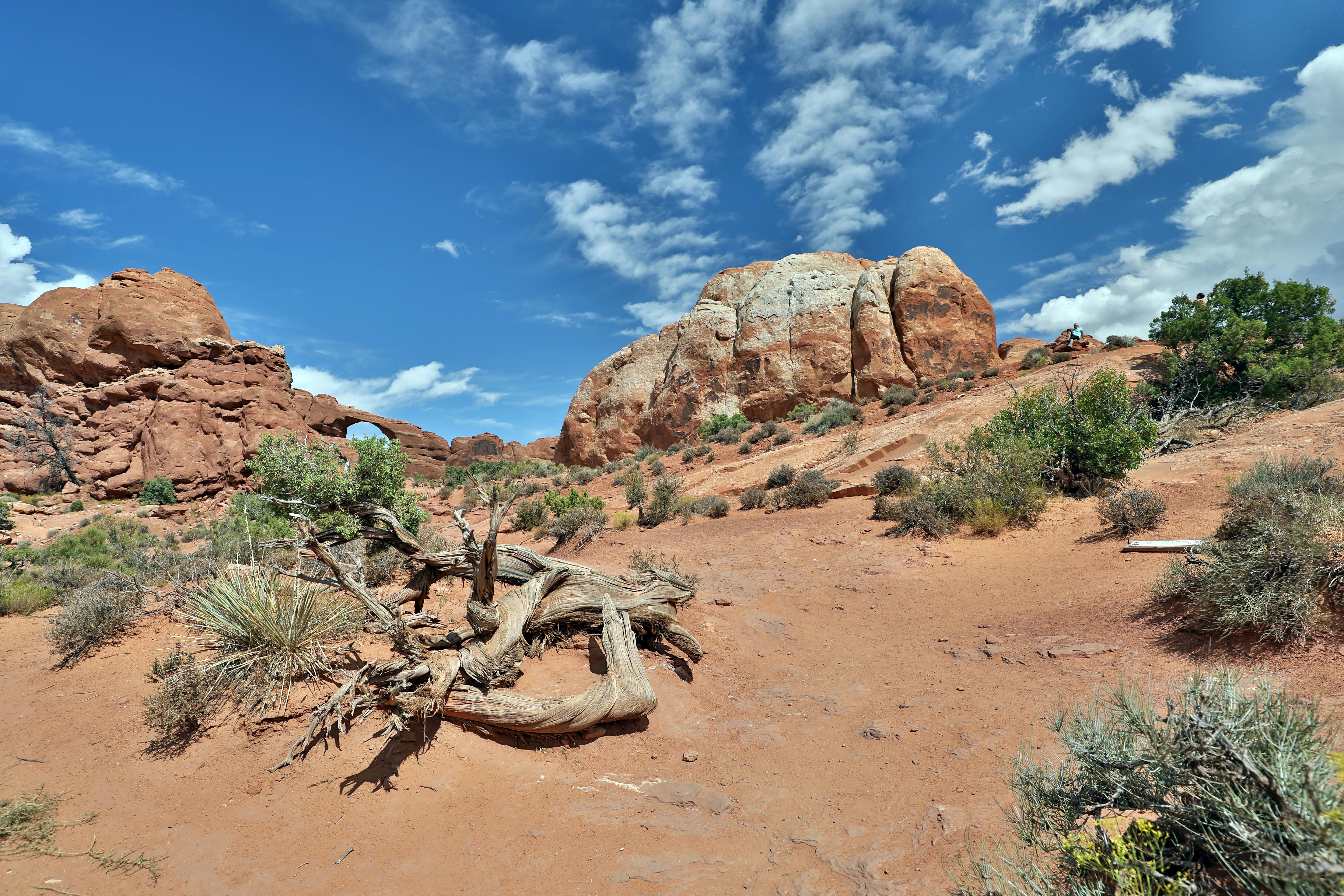 Размножение можжевельника скального