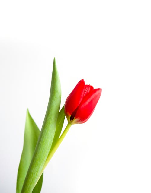 Close-Up Shot of Blooming Red Tulip