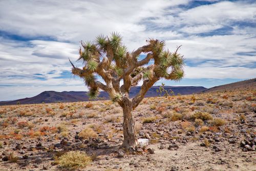 Free A solitary Joshua tree in a vast desert landscape, under a partly cloudy sky, symbolizing resilience. Stock Photo