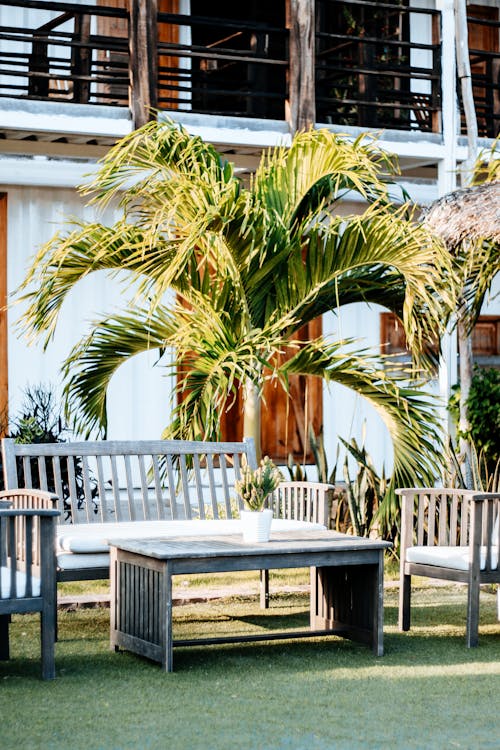 Green Palm Tree Near Brown Wooden Table and Bench