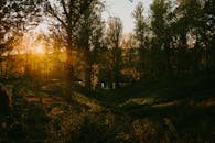 宁静的森林中，金色的日落透过郁郁葱葱的绿树