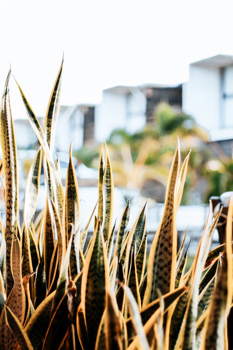 Dracaena Trifasciata Plant