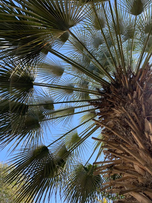 Free stock photo of blue sky, fan palm, from below