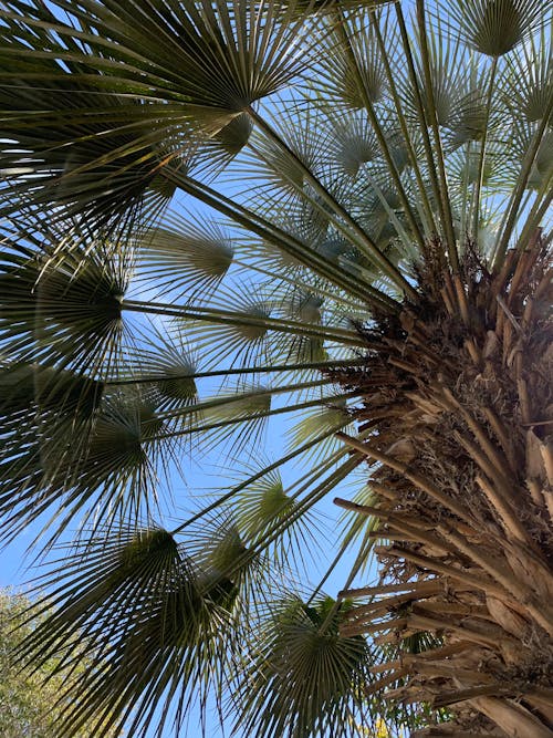 Fotos de stock gratuitas de cielo azul, desde abajo, hoja de palmera