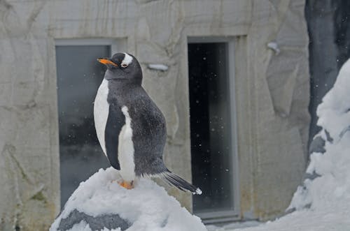 Penguin Standing on Snow Covered Rock