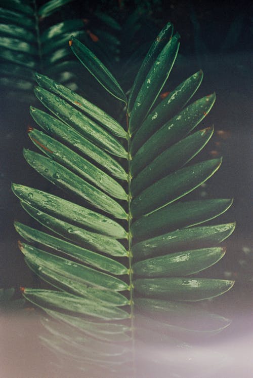 나뭇잎, 수직 쐈어, 식물 사진의 무료 스톡 사진