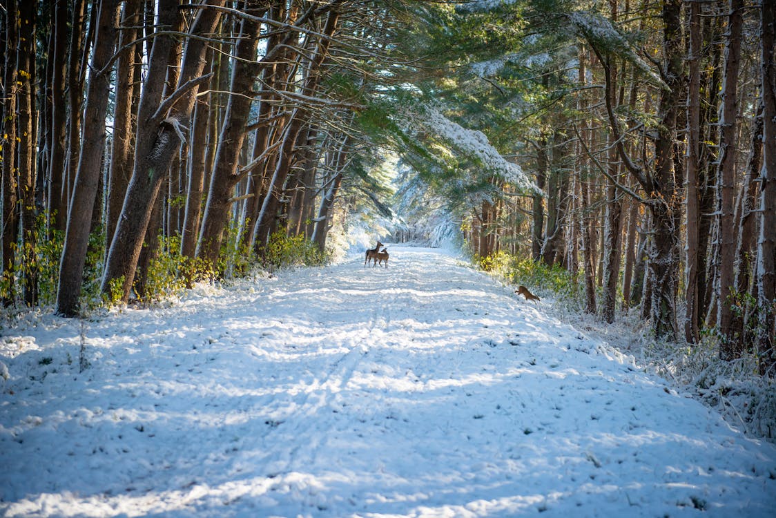 Free Deer on Snow Covered Road Stock Photo