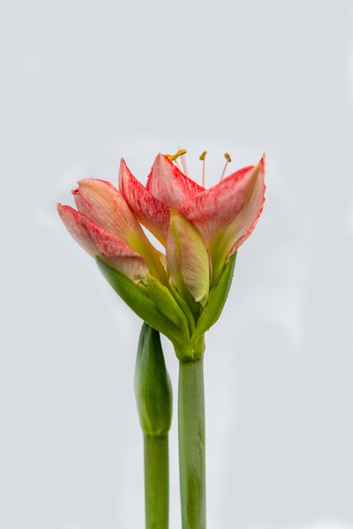 Free A stunning close-up of a blooming amaryllis flower, showcasing vibrant red and pink hues on a blurred background. Stock Photo
