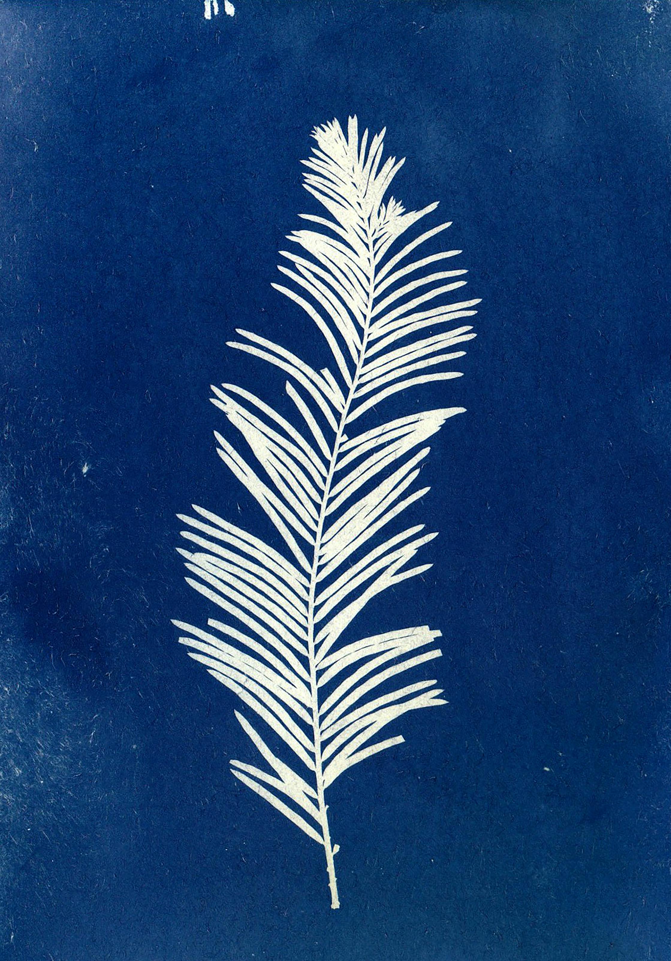 Artistic cyanotype of a white fern leaf against a rich blue background, exuding a vintage botanical charm.