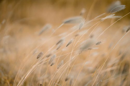 Бесплатное стоковое фото с глубина резкости, коричневая трава, крупный план