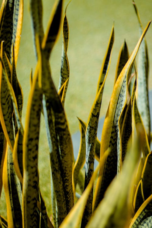 Green Plant in Close-Up Photography