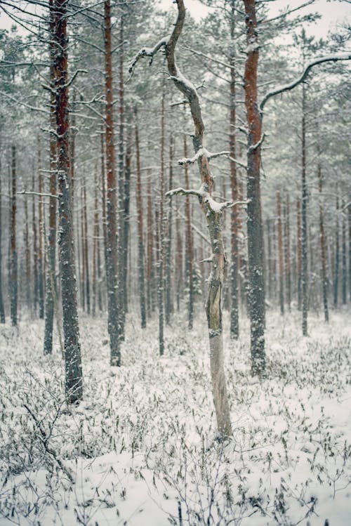 Trees in the Forest During Winter