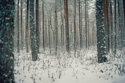 Snow Covered Trees in the Forest