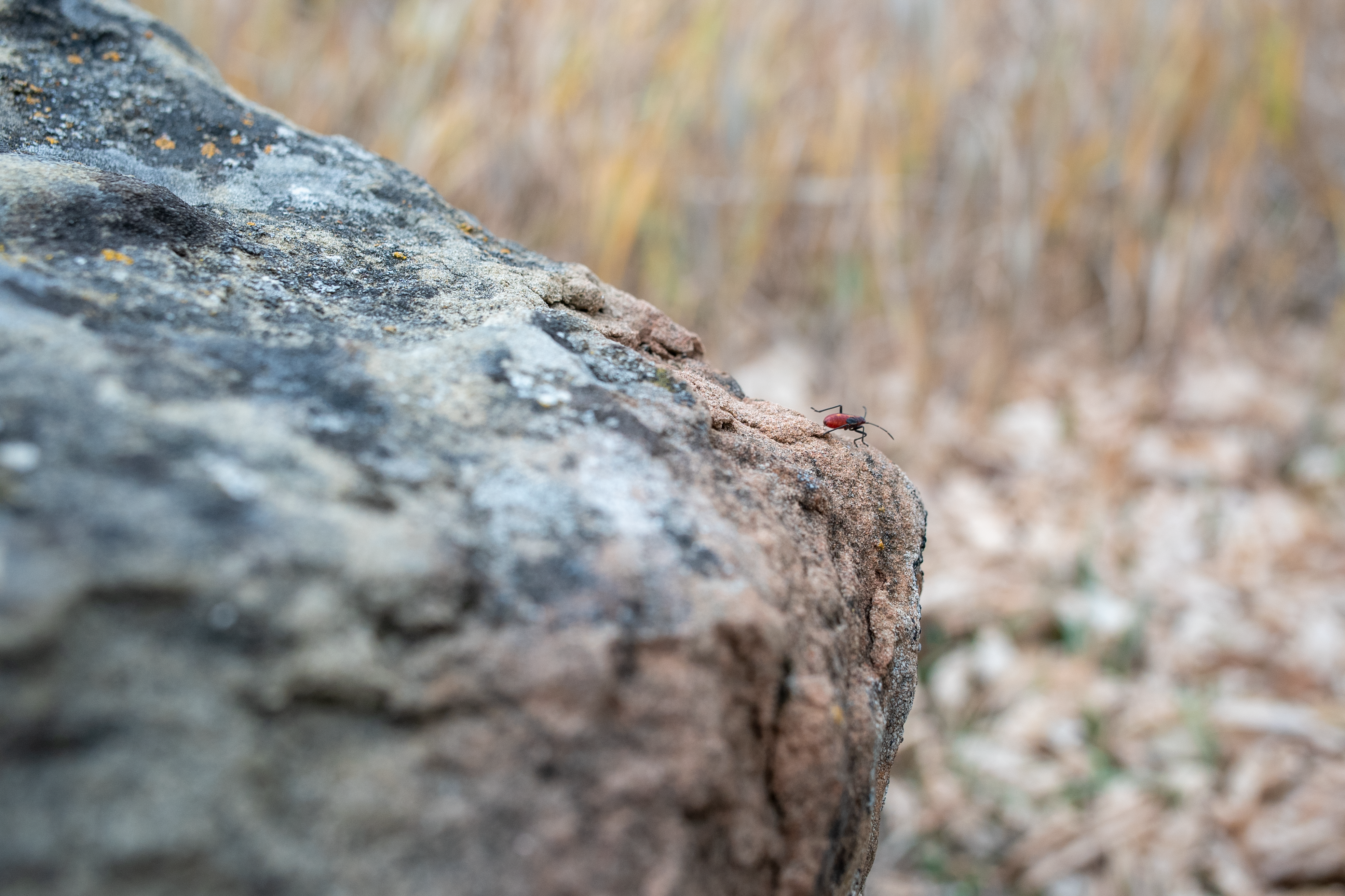 Red and Black Insect on Gray Rock · Free Stock Photo