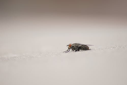 Free Selective Focus of a Flesh Fly  Stock Photo