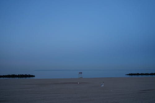 Free stock photo of beach, coney island, seagulls