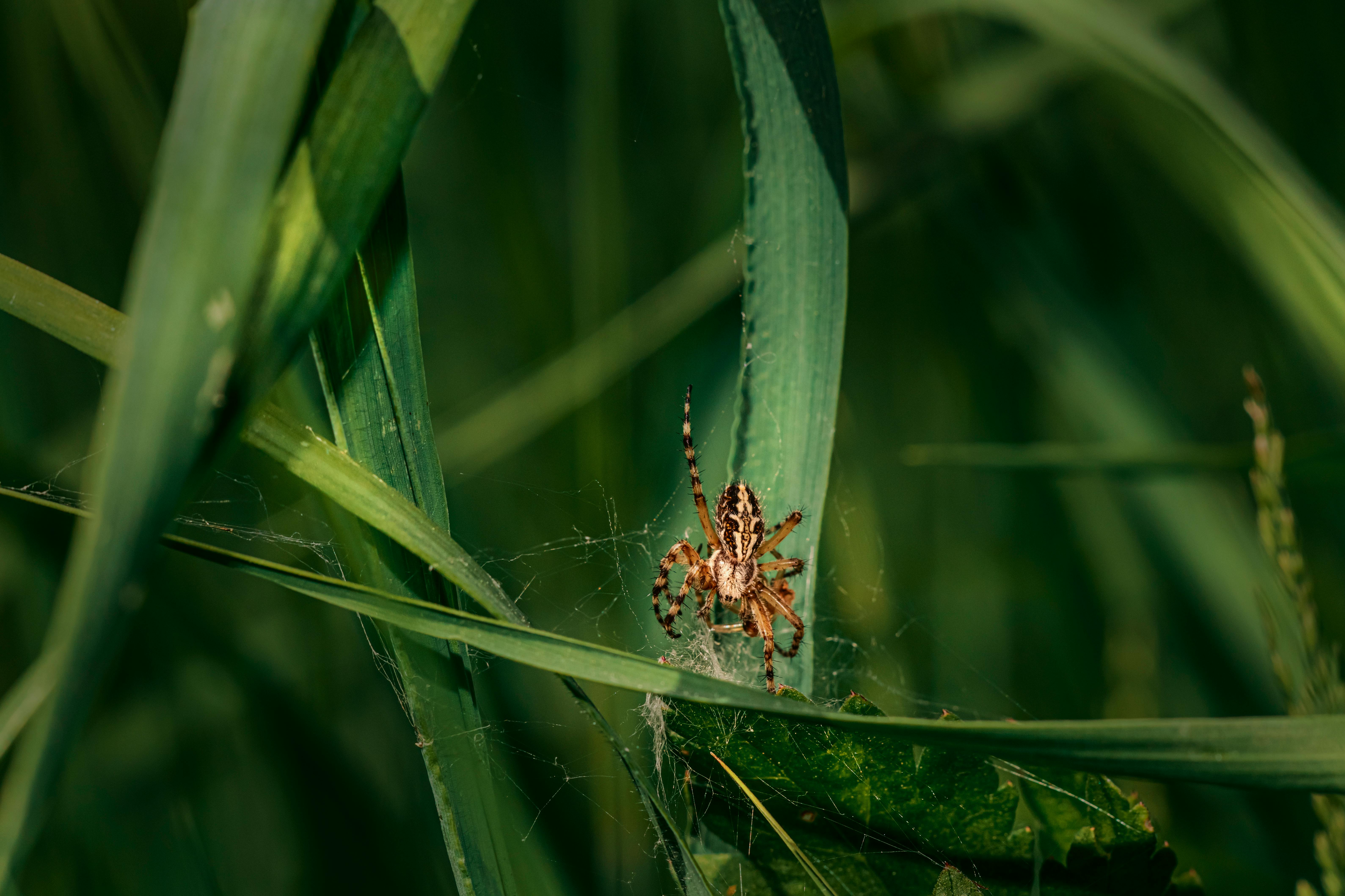 close up of a spider in the leaves