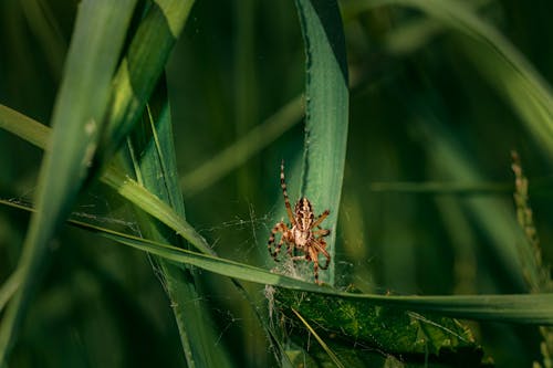 Gratuit Photos gratuites de arachnide, araignée, arrière-plan flou Photos