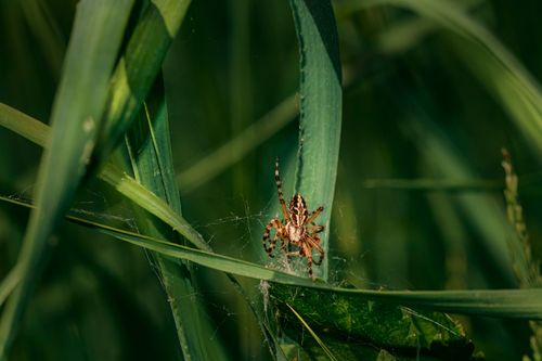 Free Close-up of a spider on its web surrounded by lush green leaves, showcasing natural entomology details. Stock Photo
