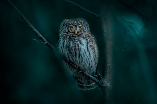 A Eurasian Pygmy Owl Perched on a Branch 