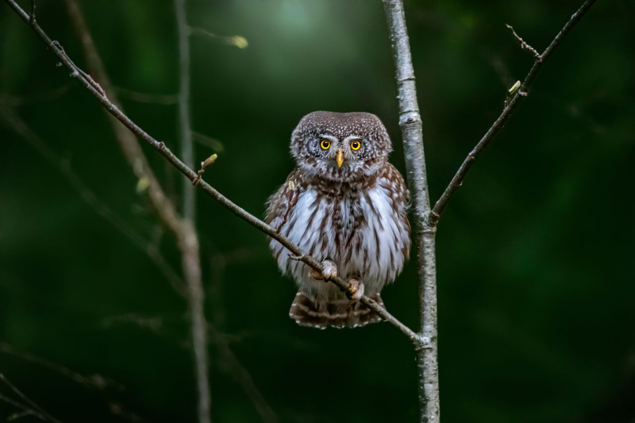eurasian pygmy owl glaucidium passerinum perched on branch with blurre