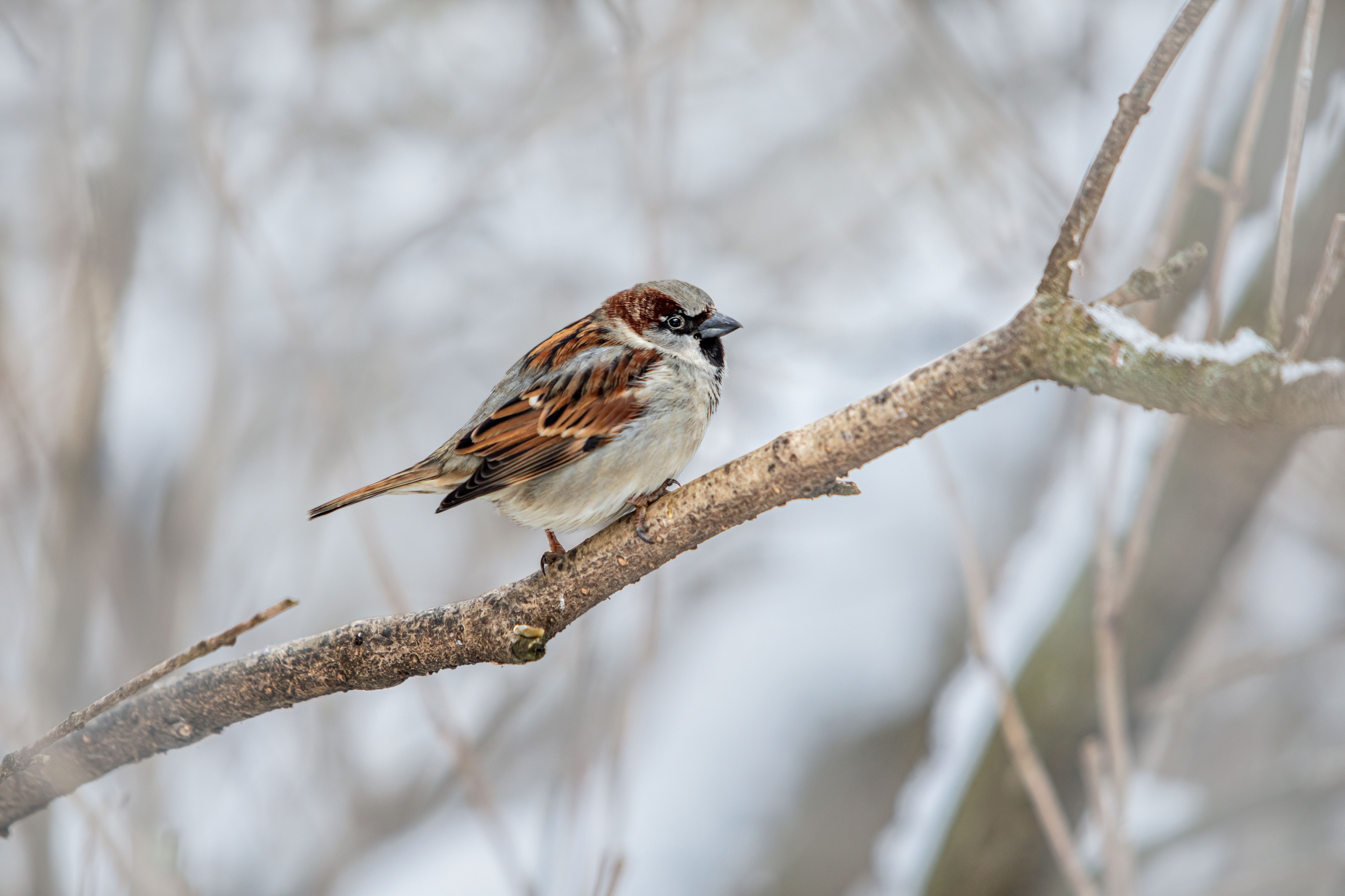 Eurasian tree sparrow perched on a winter tree branch with a blurred background.