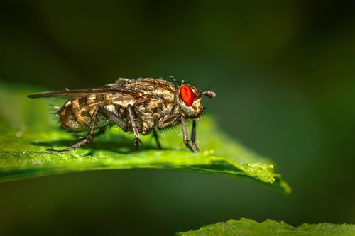 Free Close-up macro image of a fly perched on a green leaf with a blurred background. Stock Photo