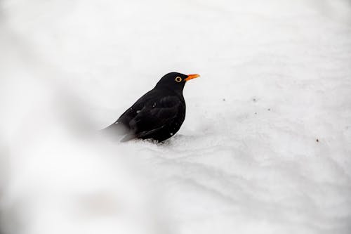 Free Black Bird on Snow Covered Ground Stock Photo