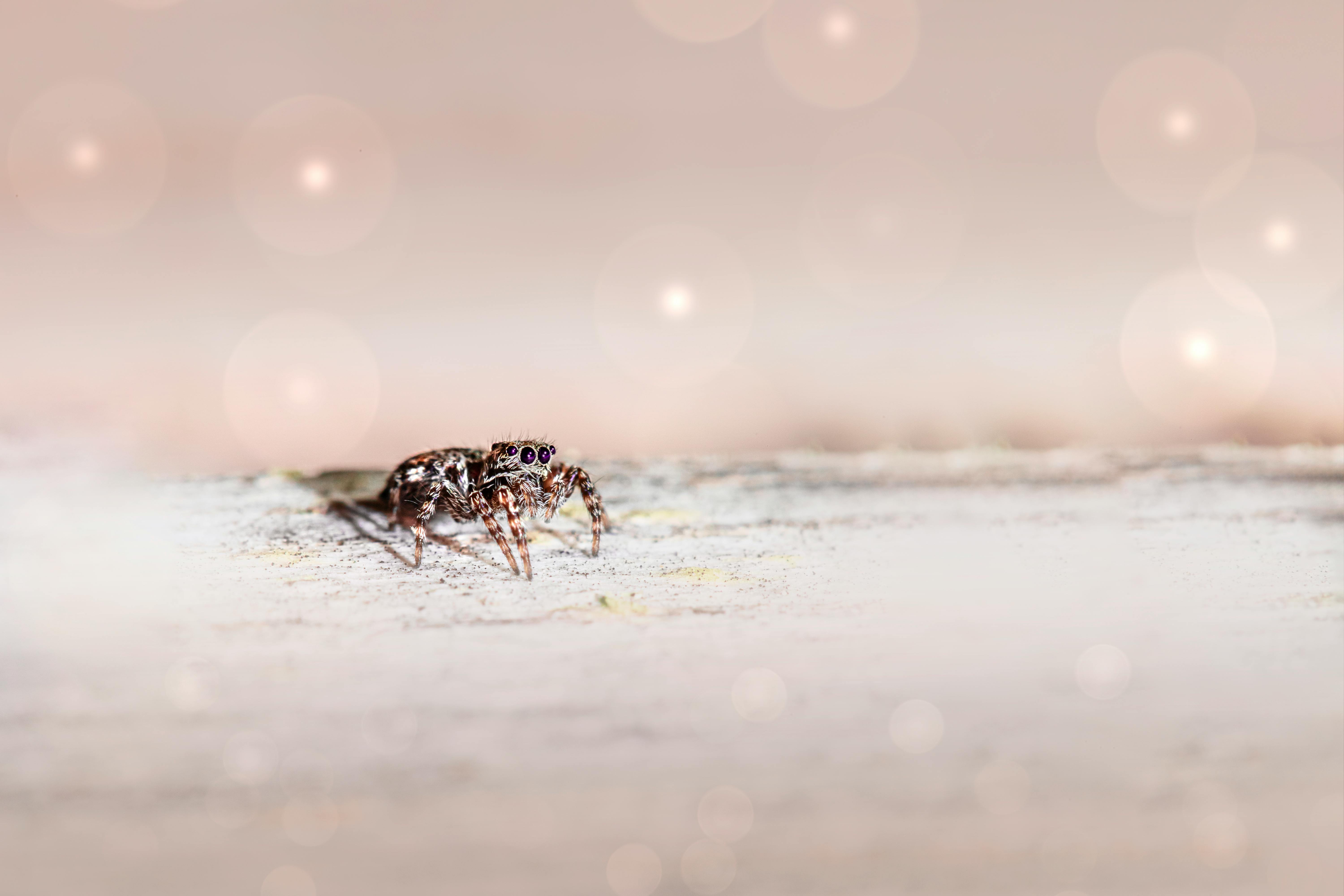 Notoriously Tiny Predators