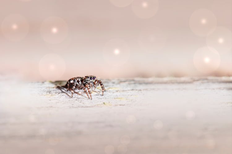 Spider Crawling On White Surface